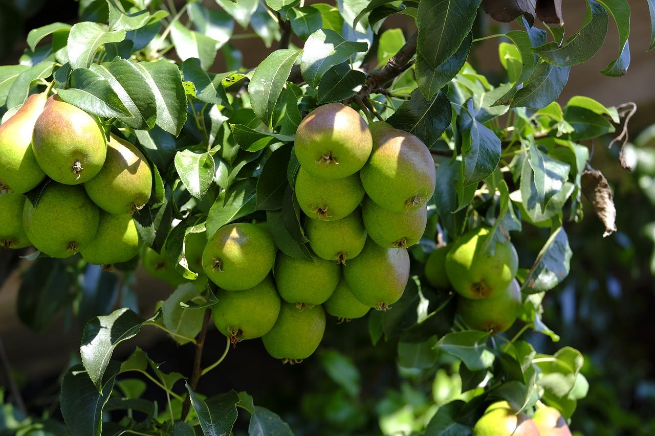 5. 大杏树价值评估