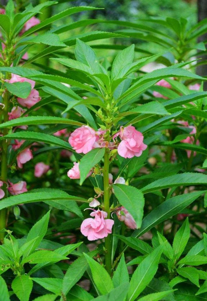 春天裡盛開常見的花