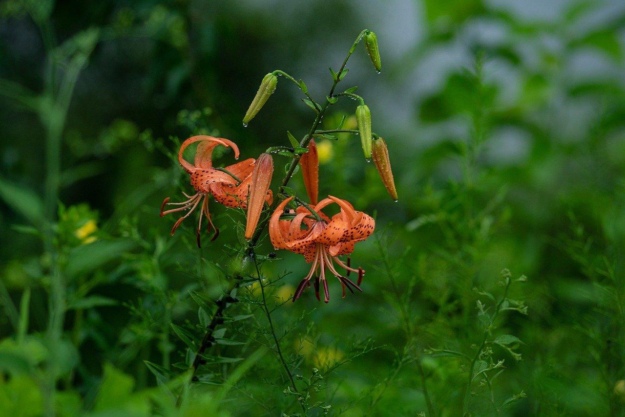2. 野百合凉拌食谱