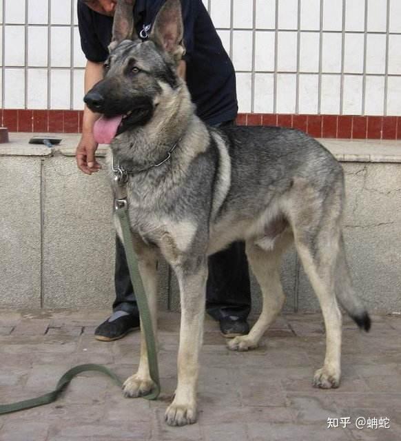 狼青犬有的狼血统吗? - 知乎