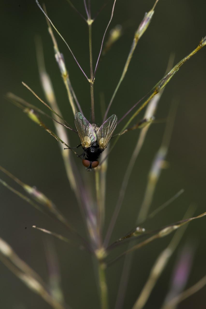 4. 驱蝇香草种植