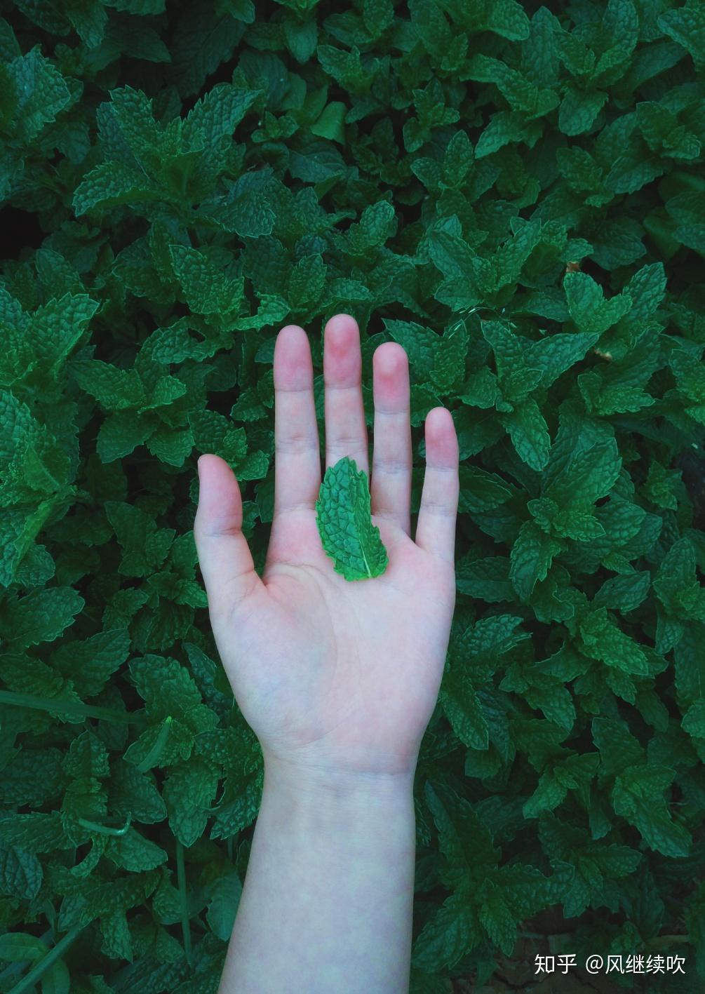 怎么拍手好看拍照