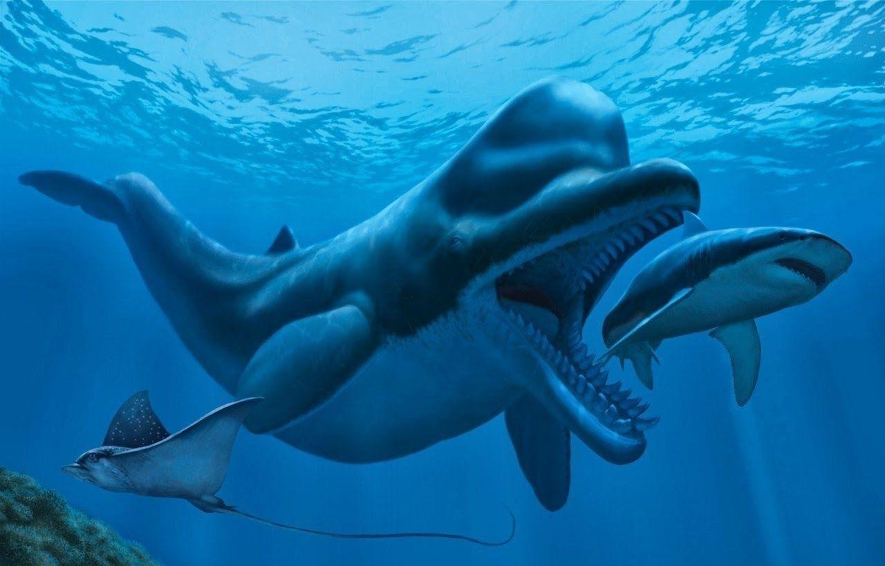 抹香鲸是不是齿鲸那一类