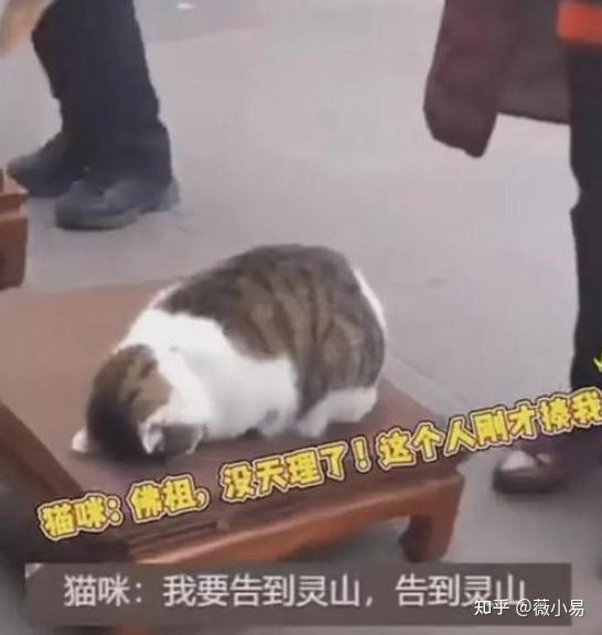 如何看待老人文殊院拜佛推猫，被截图带轰飞打飞等字样被全网网爆？