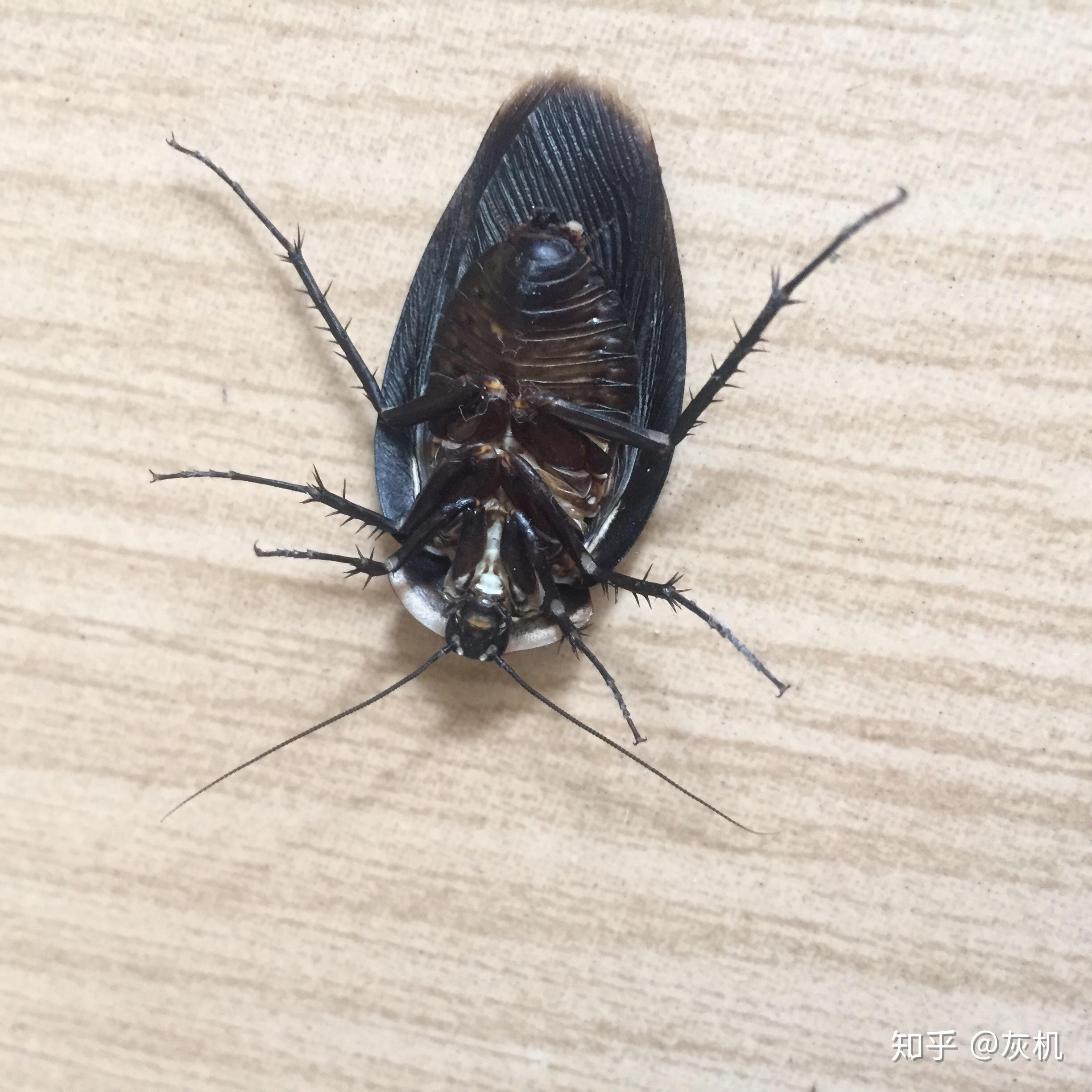 如何区分雄性地鳖虫(土鳖)和大蟑螂? - 知乎