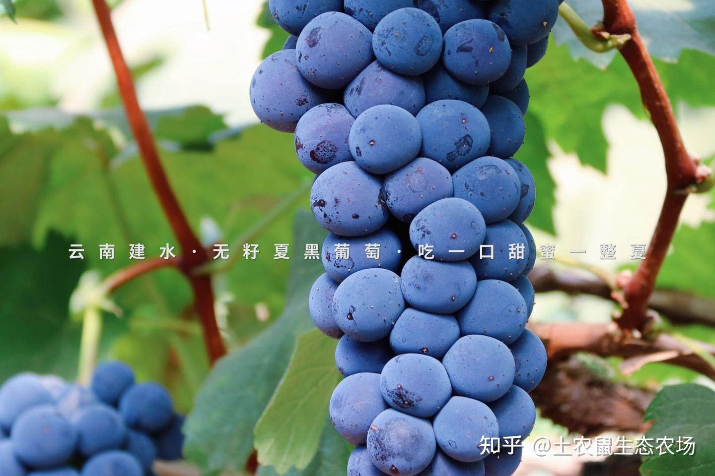 土农鼠生态农场:云南夏黑葡萄·吃一口甜蜜一整夏 - 知乎
