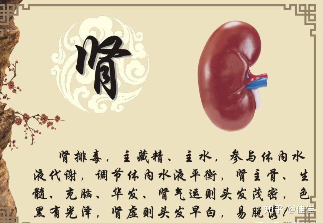 都在说冬季补肾补肾,冬季补肾都有哪些实用的办法? - 知乎