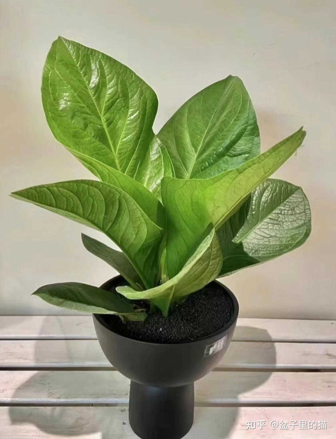 这个大叶子的是什么植物?