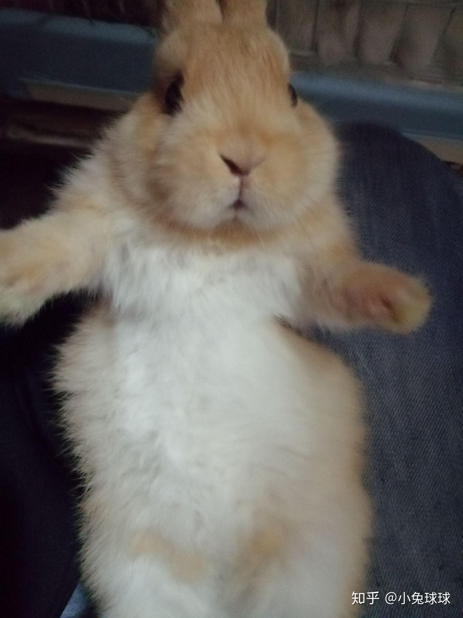 这只兔子是什么品种啊