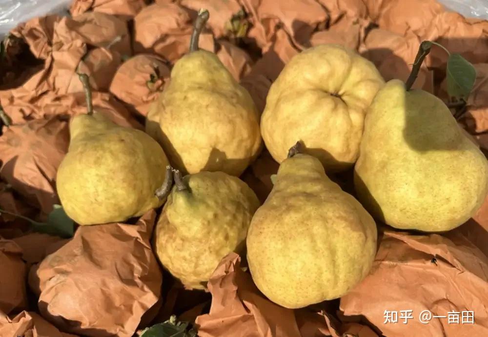 靠种“丑”水果，年入30万！3种小众奇特水果，零售最高40元/斤，你听过吗？ - 知乎