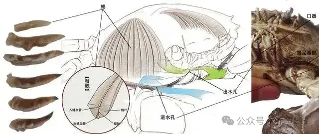 螃蟹的形体结构：特殊结构造就别具一格的形象 - 知乎