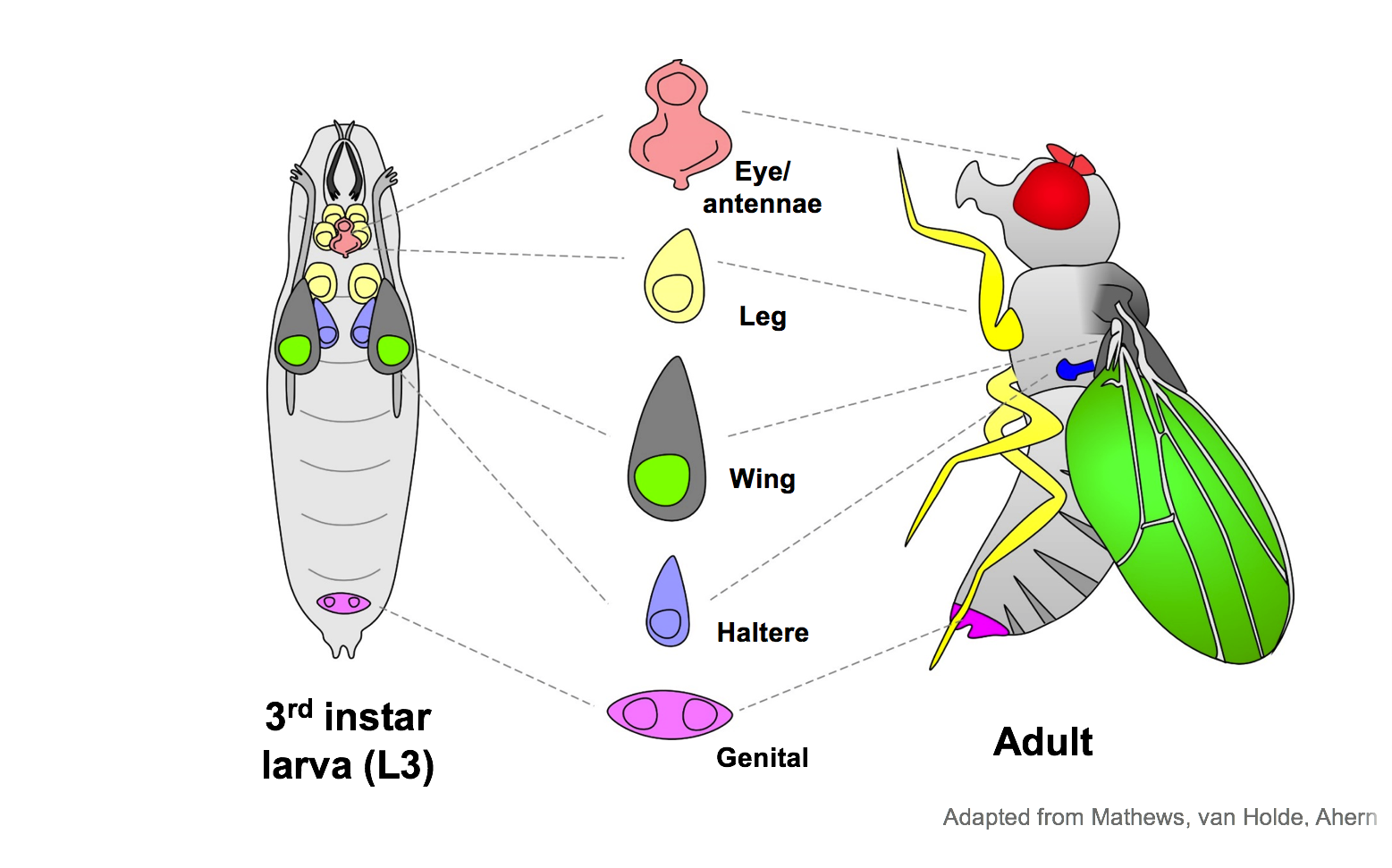 蝴蝶会有自己还是毛毛虫时候的记忆吗? - 知乎