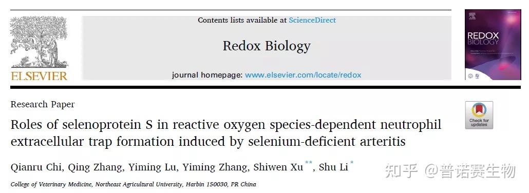 文献解读 | 东北农业大学李老师团队发现缺硒性动脉炎中硒蛋白S作用新机制 - 知乎