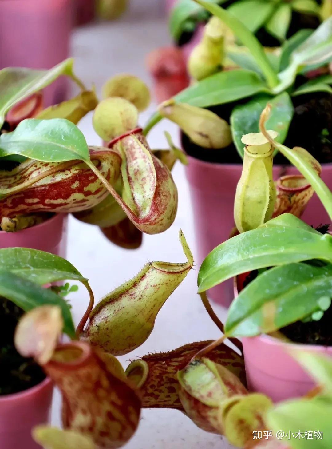 猪笼草：植物界的
