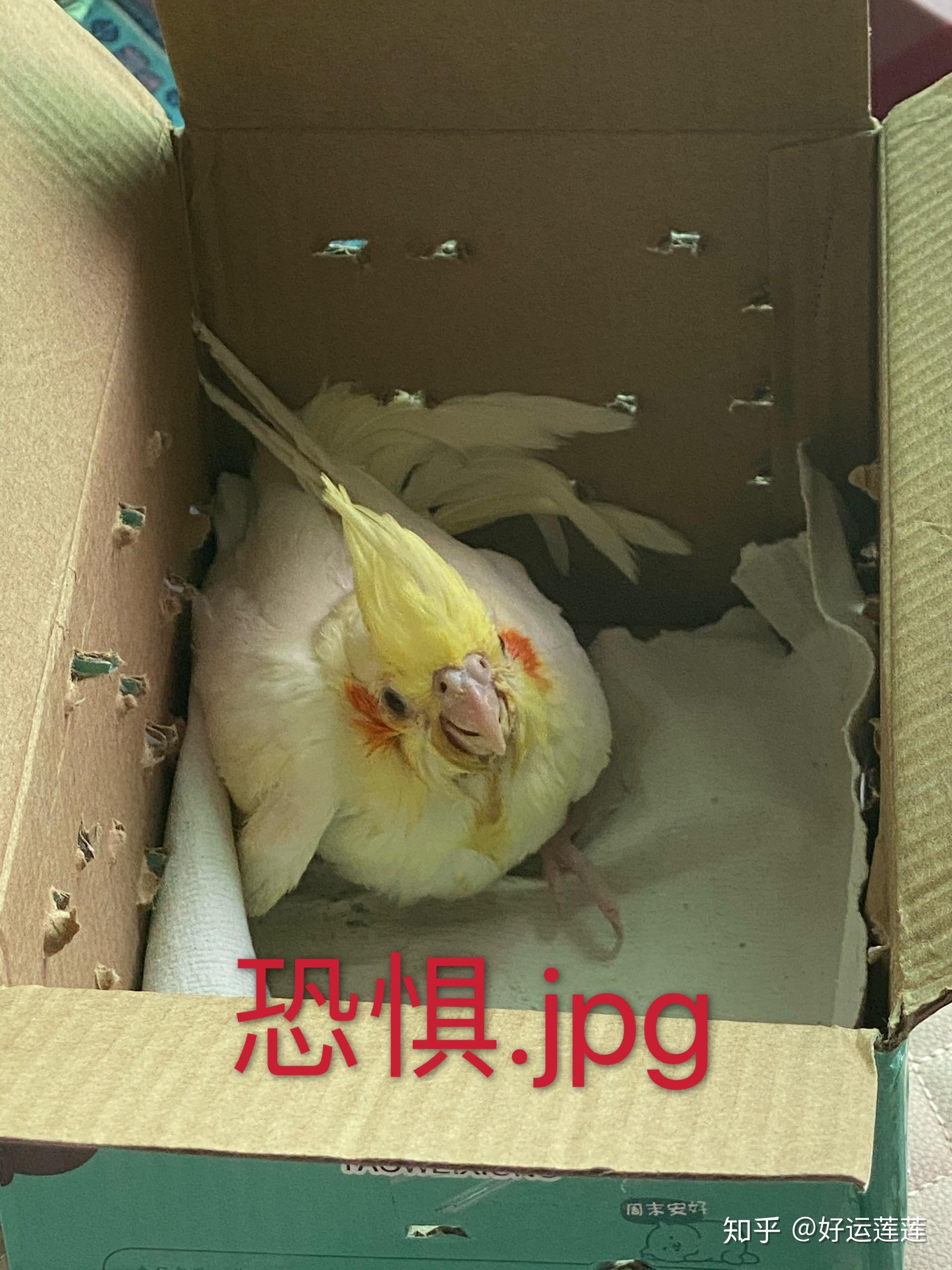 两个月的玄凤鹦鹉刚到家怕我该怎么养