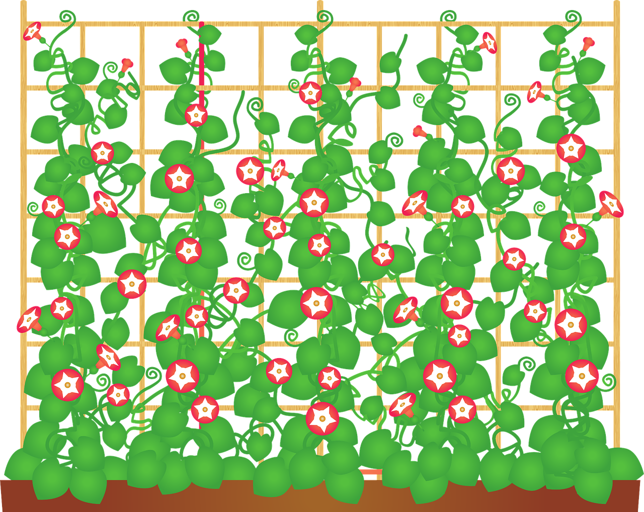 藤萝什么时候开花