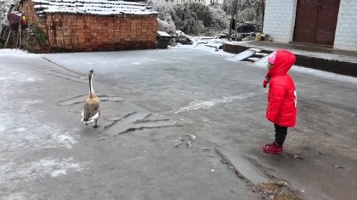 被大鹅追赶的小朋友