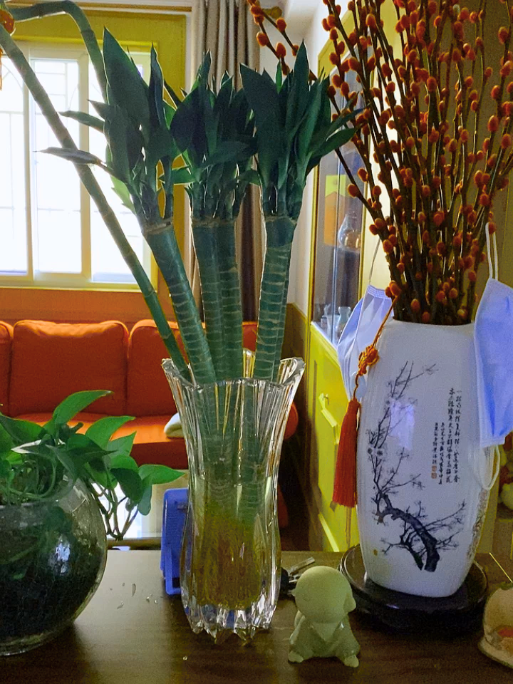 龙竹怎么养? - 知乎