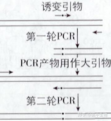 PCR基因定点突变
