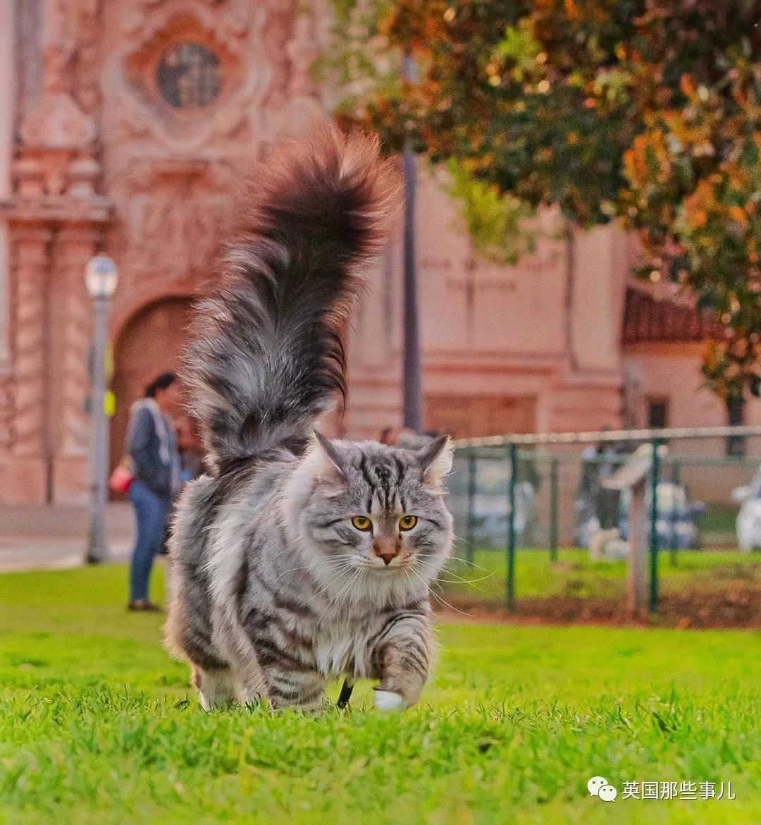 尾巴像松鼠的猫图片