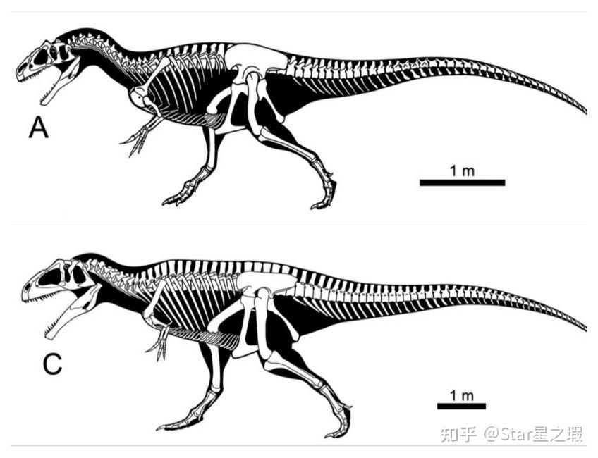 侏罗纪时明明有蛮龙这种体型的恐龙为什么体型在大型恐