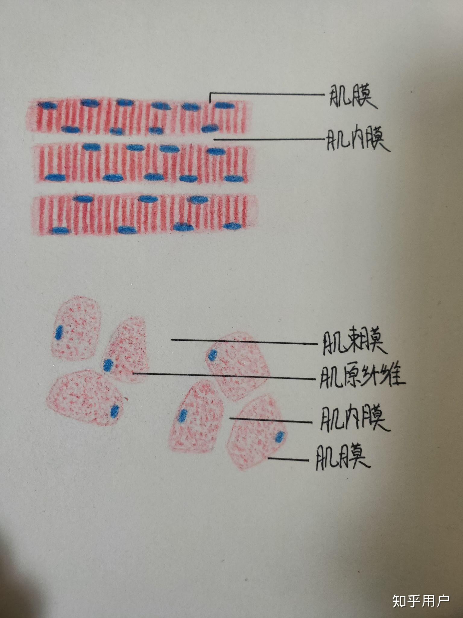 骨骼肌横断面光镜结构红蓝铅笔手绘图怎么画