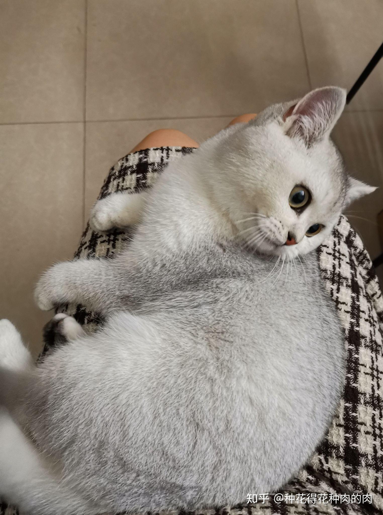 买了只黄眼睛的银渐层这个品相如何