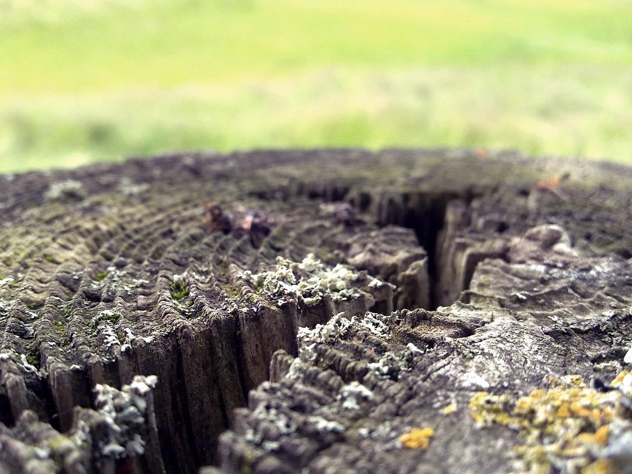 2. 吉祥木本植物