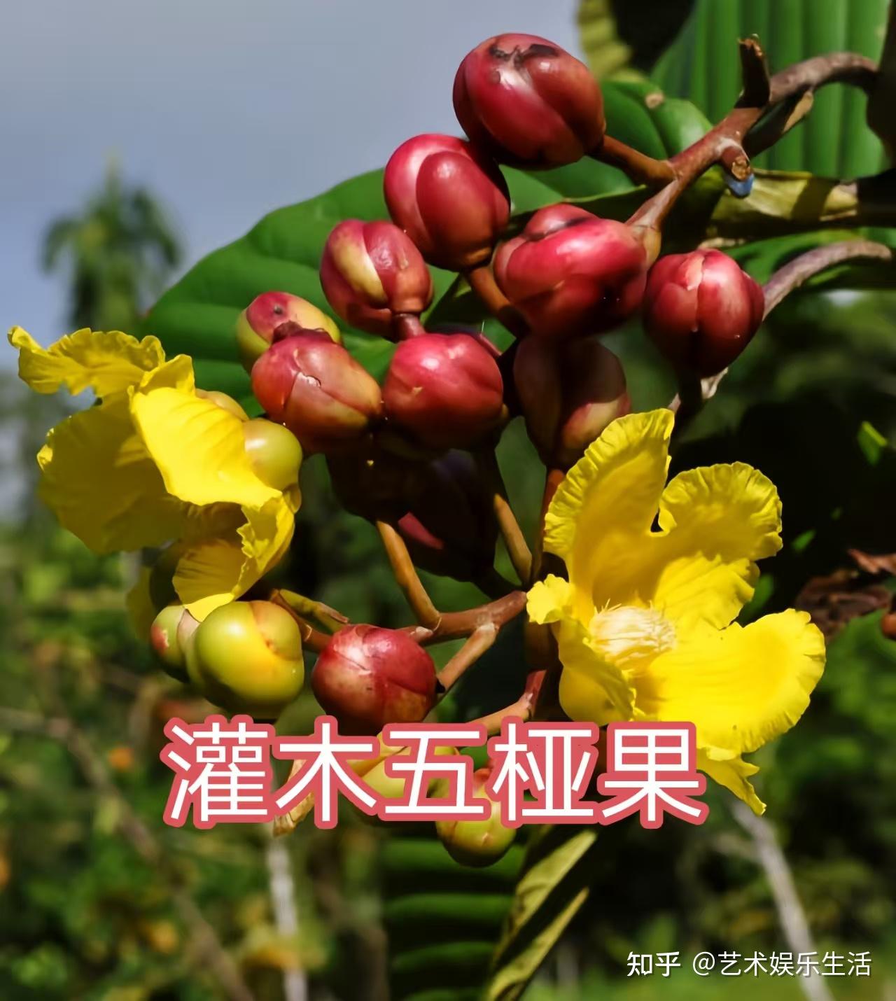 五桠果科的6种代表植物 - 知乎