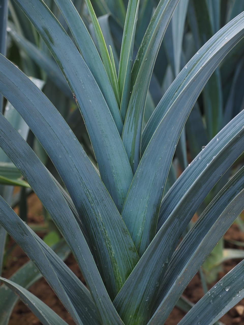 花盆韭菜如何过冬