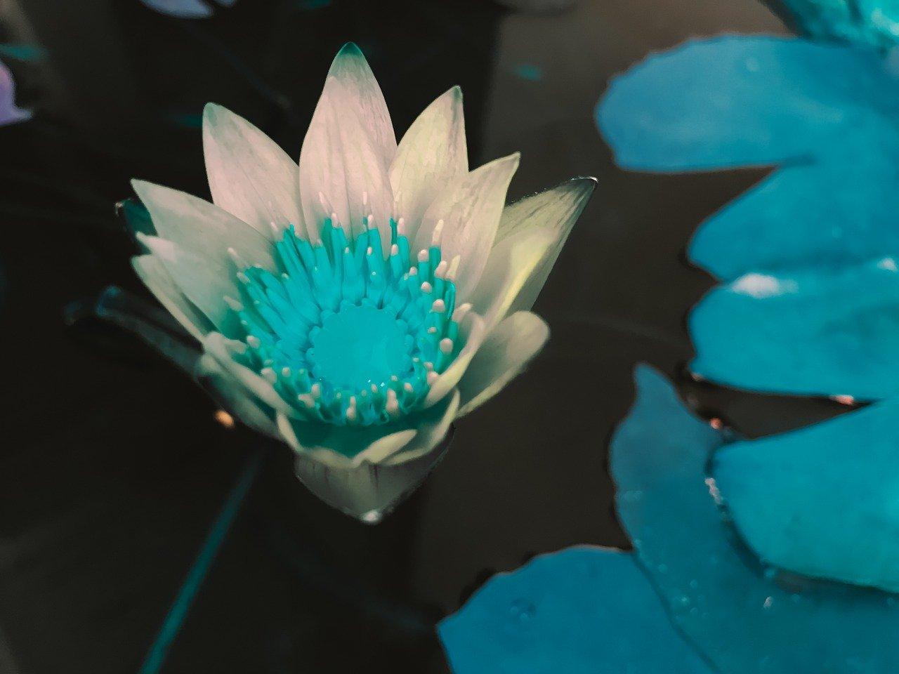 4. 紫金鼠清洗要点