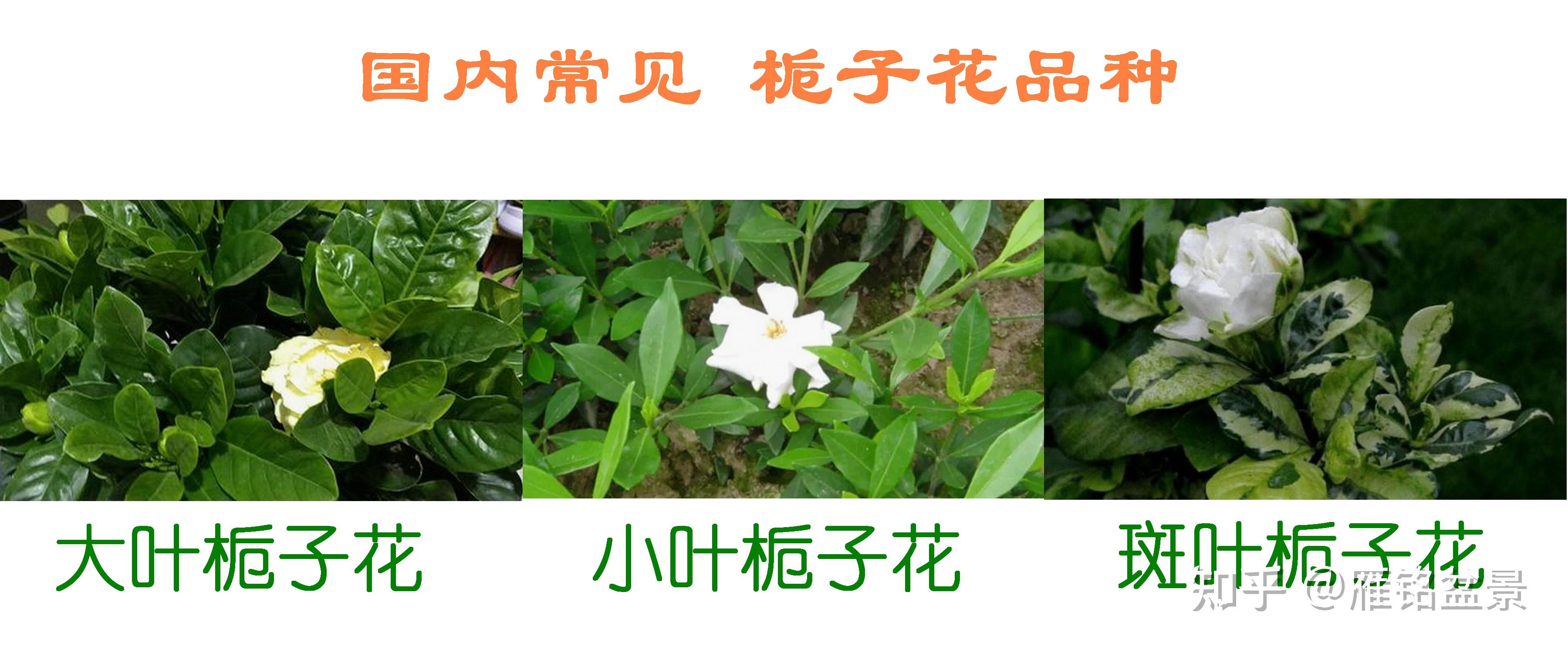 栀子花都有什么品种? - 知乎