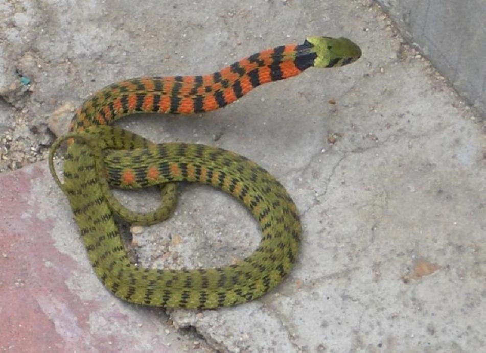 鸡公蛇是什么? - 知乎