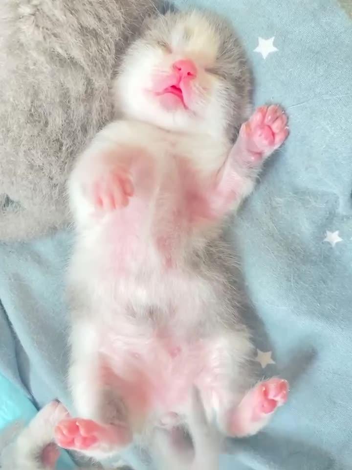 可以看看大家猫猫睡觉的照片吗