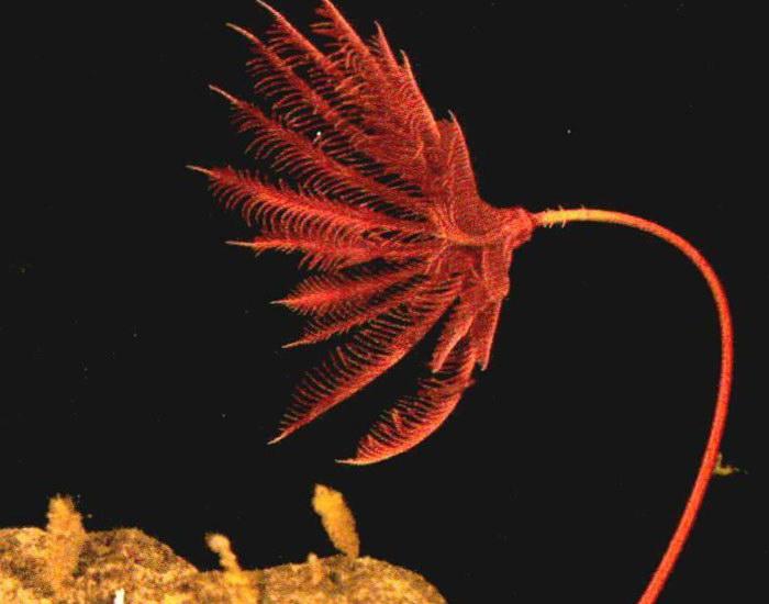 图为一只红色海百合,它形似植物,但实际上属于棘皮动物,是海星,海参的