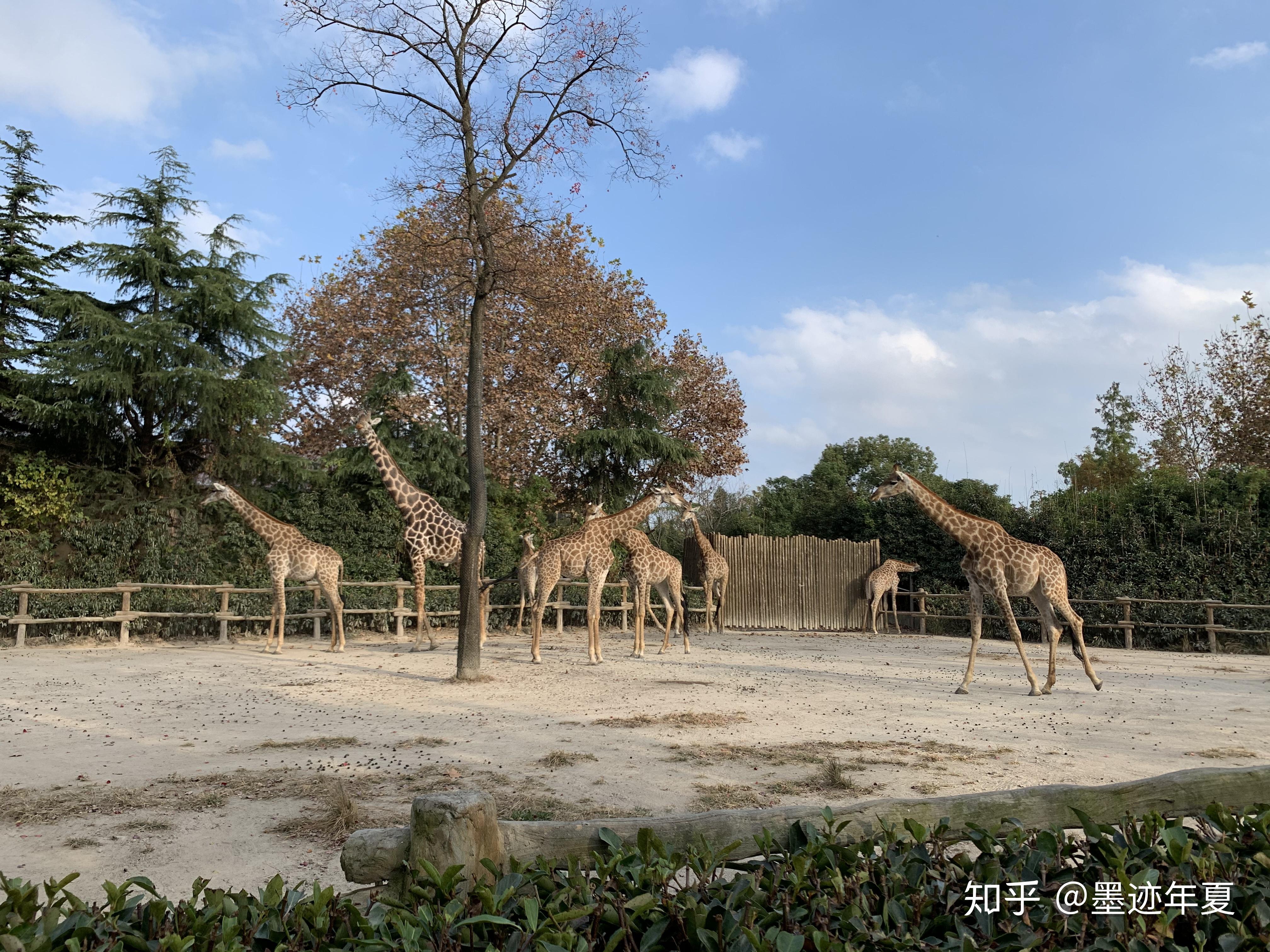 上海野生動物園一日遊如何規劃才好