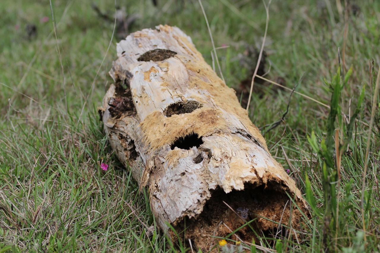 3. 光照影响生长