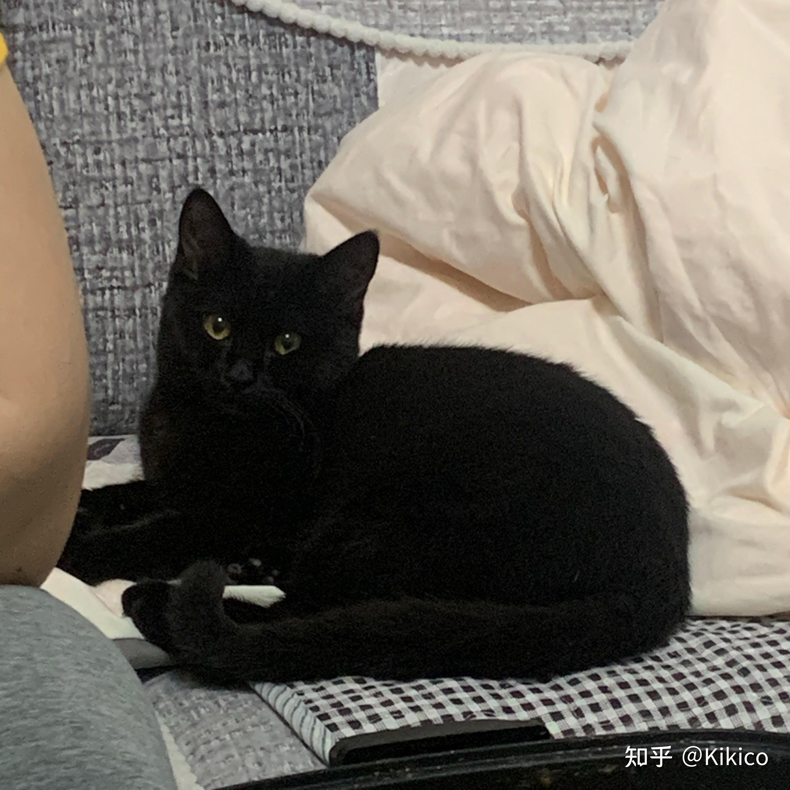 暹罗猫和英短交配能生出纯黑色的小猫吗?