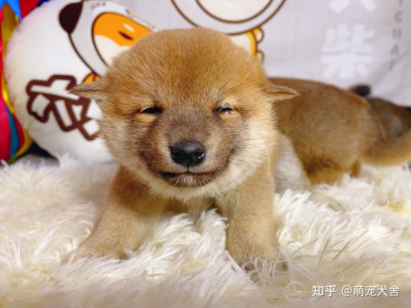 在日本饲养柴犬的人多吗？为什么柴犬如此国际化？ - 知乎