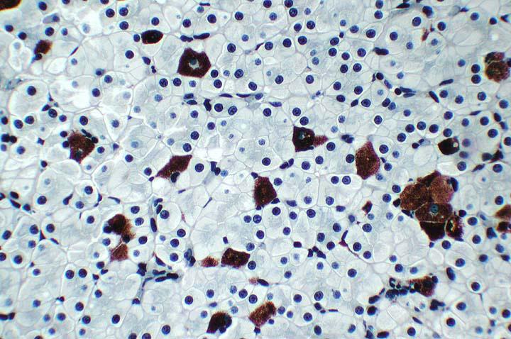 中心体在光学显微镜下可见吗?
