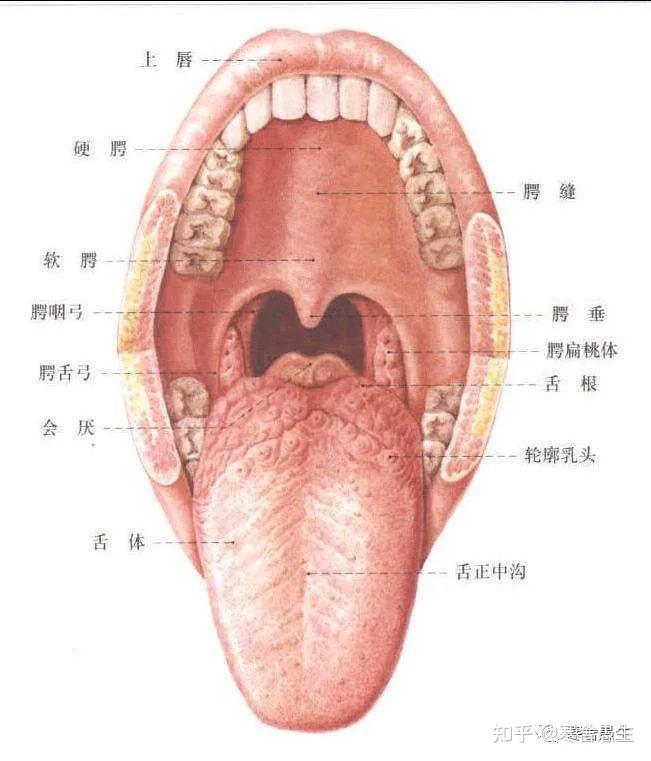 软腭 硬腭图片