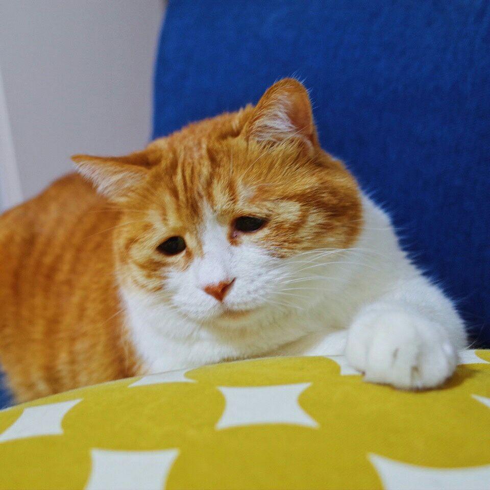 下垂眼是一种怎样的体验? - 知乎