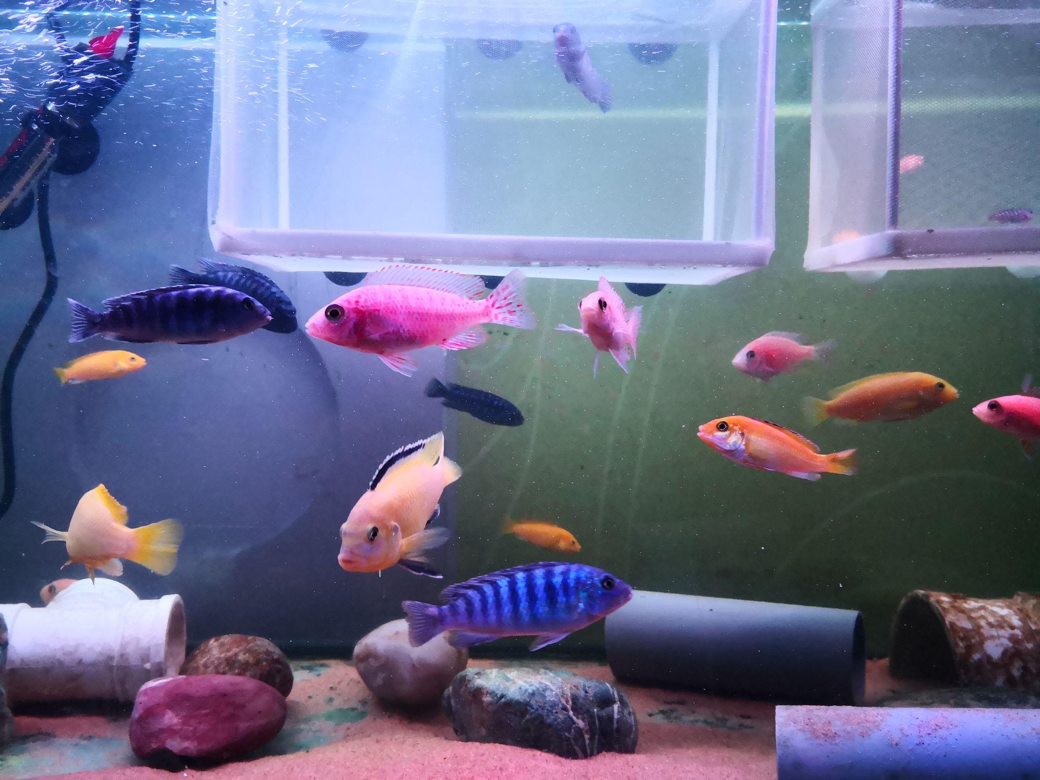 买了个60cm的裸缸,养什么鱼好? - 知乎