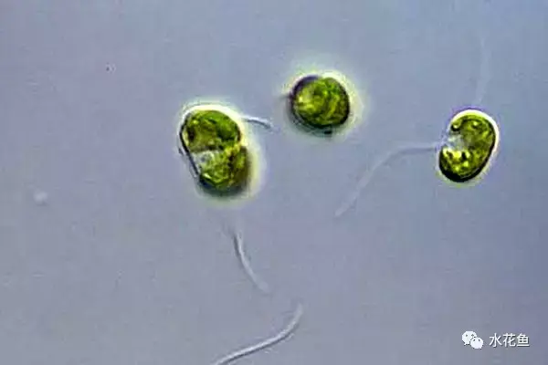 高清图谱(中):水体浮游生物——绿藻门浮游植物46种 - 知乎