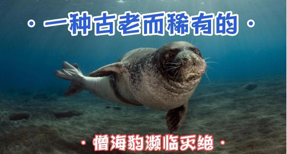 海豹祖先图片