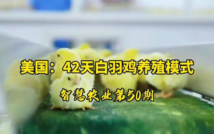 智慧农业:美国,42天白羽鸡养殖模式 - 知乎