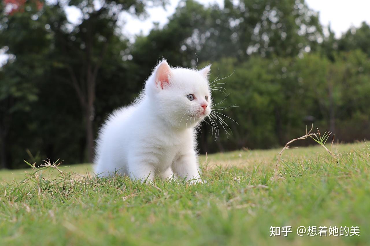 梦到一只白猫好不好（梦见一只白猫是什么预兆） 梦到一只白猫好不好

（梦见一只白猫是什么预兆） 卜算大全