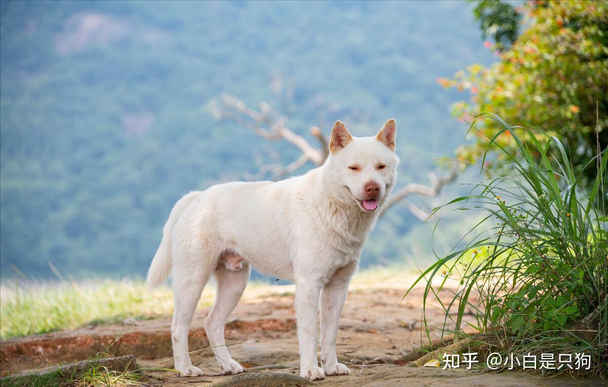 网友票选八大“帅狗”,你最pick哪个? - 知乎