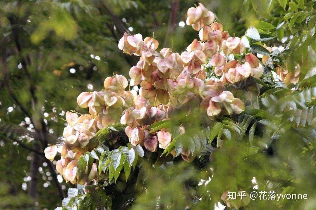 有哪些靠风力传播种子的植物? - 知乎
