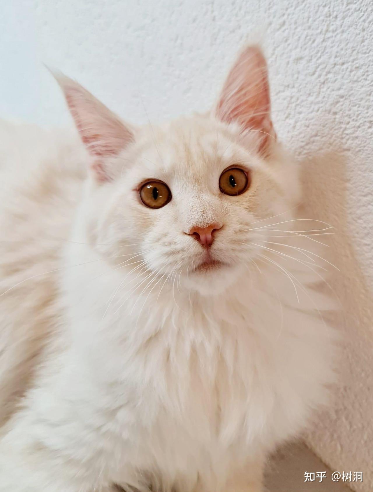 听说凯米尔缅因很少见可以给我看看你们的凯米尔色缅因猫吗